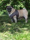 Pug dog stood in a field under a tree getting some shade