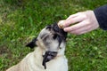 Pug dog stretches and sniffs a snail, wants to lick or eat