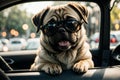 Pug dog in sunglasses sitting in the back seat of a car