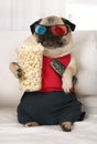 Pug dog watch TV lounging on the sofa Royalty Free Stock Photo