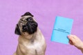 Pug dog with veterinary passport immigrating or ready for a vacation Royalty Free Stock Photo