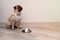 Pug dog is waiting for food at an empty bowl in the kitchen. Dog diet