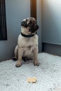 Pug dog waiting for a permission to eat cheese on kitchen. Pug dog puppy training self-control. Royalty Free Stock Photo