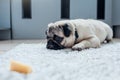 Pug dog waiting for a permission to eat cheese on the kitchen. Royalty Free Stock Photo