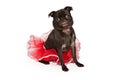 Pug dog wearing a pretty red tutu Royalty Free Stock Photo