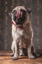 Pug dog wearing red bowtie sitting and craving for food