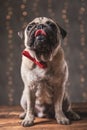 Pug dog wearing red bowtie sitting and dreaming on something