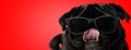 Pug dog wearing sunglasses while licking nose Royalty Free Stock Photo