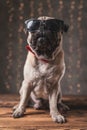 Pug dog wearing sunglasses sitting and posing with cool attitude