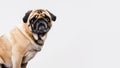Pug dog white background Royalty Free Stock Photo