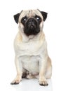 Pug dog on white background Royalty Free Stock Photo