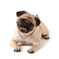 Pug dog