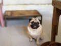 Pug Royalty Free Stock Photo