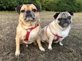 Pug dogs sat in a field Royalty Free Stock Photo