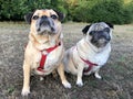 Pug dogs sat on grass looking up Royalty Free Stock Photo