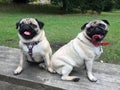 Pug dogs sat on a wooden bench Royalty Free Stock Photo