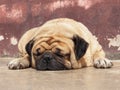 Pug dogs sleep comfortably on the concrete floor.