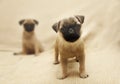 Pug Dogs