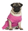 Pug dressed in pink, 7 months old Royalty Free Stock Photo