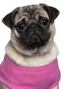 Pug dressed in pink, 7 months old Royalty Free Stock Photo