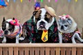 In the scenario of stingray dogs dressed as rednecks Royalty Free Stock Photo