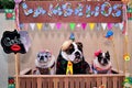 In the stall of free kisses `lambeijos` bulldogs and pug dressed as rednecks at the canine junina party Royalty Free Stock Photo