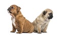 Pug and english bulldog pup, isolated Royalty Free Stock Photo