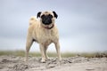 Pug