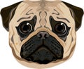 Pug face illustration