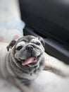 Pug, fat dog, smile, cute, healthy, happy.pet.