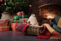 A pug in festive spirit gazes out by a Christmas tree, of wrapped gifts