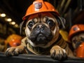 Pug firefighter in sharp focus