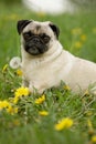 Pug in flowers Royalty Free Stock Photo
