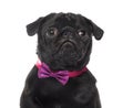 Pug in front of white background Royalty Free Stock Photo