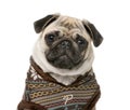 Pug in front of a white background Royalty Free Stock Photo