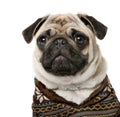 Pug in front of a white background Royalty Free Stock Photo