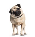 Pug in front of white background Royalty Free Stock Photo