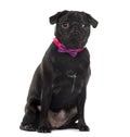 Pug in front of white background Royalty Free Stock Photo
