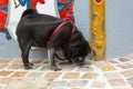 pug german mops name adelheid