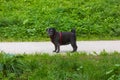 pug in german mops named adelheid on holiday trip