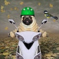 Pug in green helmet rides moped 3 Royalty Free Stock Photo