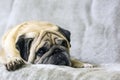 Pug. Sad dog lies on the couch Royalty Free Stock Photo