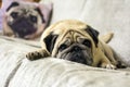 Pug. Sad dog lies on the couch Royalty Free Stock Photo