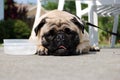 Pug and his water bowl