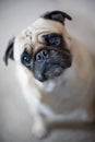 Pug with inquisitive look Royalty Free Stock Photo