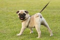 Pug is kept on leash Royalty Free Stock Photo