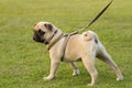 Pug is kept on leash Royalty Free Stock Photo