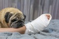 The pug laid his head on the ownerÃ¢â¬â¢s foot. Human foot in a cast. The dog shows pity and compassion