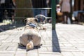 Pug laying before entrance. Dogs entrance not allowed. Loyal pet obey ban Royalty Free Stock Photo