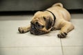 Pug lay on Floor and looking or wait someone